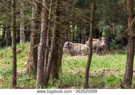 Two Wild Pig, Swine Stnding On Forest