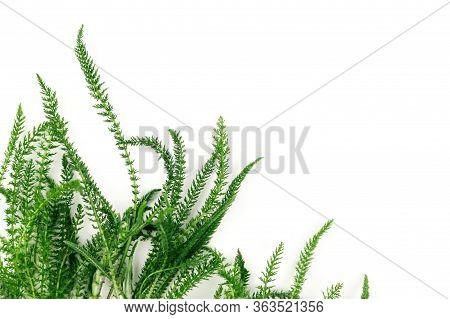 Green Fresh Herbs Isolated On White Background. Copy Space.