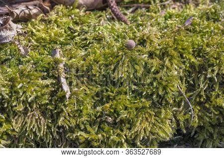 Beautiful Green Moss In The Forest, Moss Closeup, Macro. Lichen Grows On The Old Dry Tree, Backgroun