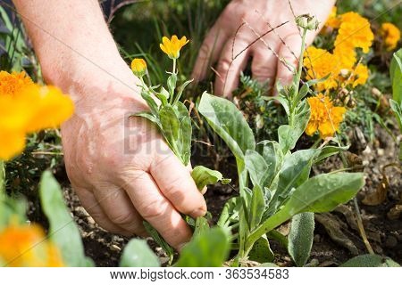 Hands Of Active Senior Man Doing Garden Works During Lovely Spring, Garedning Concept