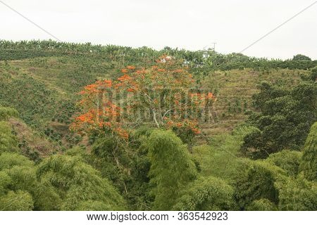 Colombian Coffee Plantation In The Andean Valleys. Quimbaya, Quindio, Colombia. Triangle Coffee.