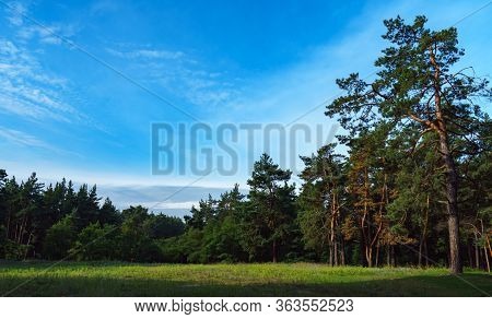 Foliar And Coniferous Trees In Summer Forest. Nature Protection And Ecology Concept.