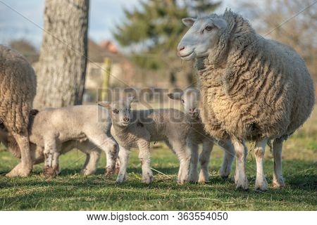Ewe With Her Lambs In A Meadow During Spring