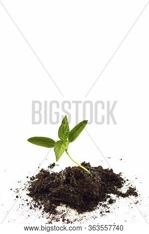Plant Germination And Growth. Concept Green World Earth Day. Seedlings In The Soil