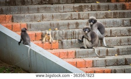 Two Adult And Two Baby Dusky Monkees Sitting On Steps In Lommuak Thailand