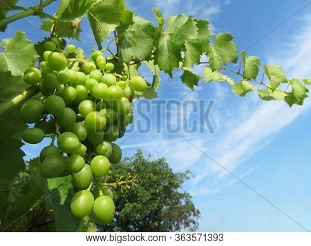 Green Vineyard, Vine With Leaves Growing On Blue Sky Background. Rural Landscape With Unripe Grapevi