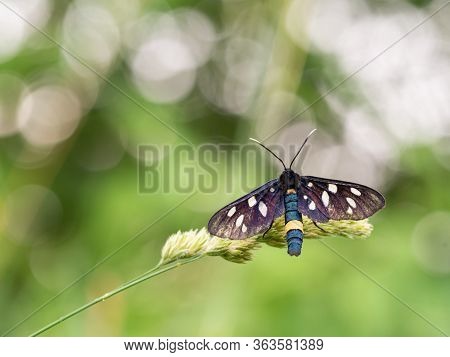 Nine-spotted Moth Or Yellow Belted Burnet (amata Phegea) Sitting On Blade Of Grass