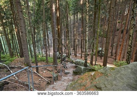 Forest hikng trail with stairs
