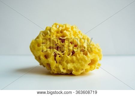 Side View Of Natural Sea Bath Cleaning Yellow Sponge For Washing On White Background, Close-up Stock
