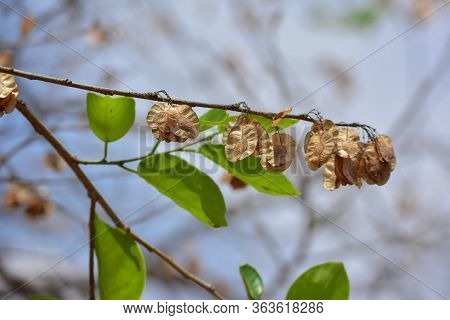 Organic Air Dried Chilbil Or Indian Elm (holoptelea Integrifolia) Seeds.