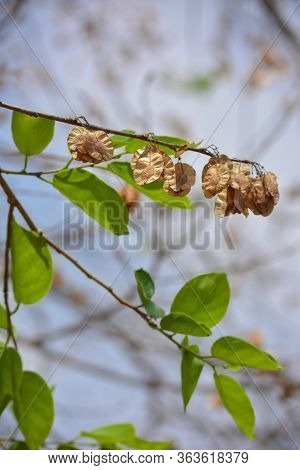 Organic Air Dried Chilbil Or Indian Elm (holoptelea Integrifolia) Seeds.