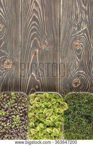 On A Wooden Background From The Bottom Are Three Boxes With Young Sprouts Of Sorrel, Onion And Red. 