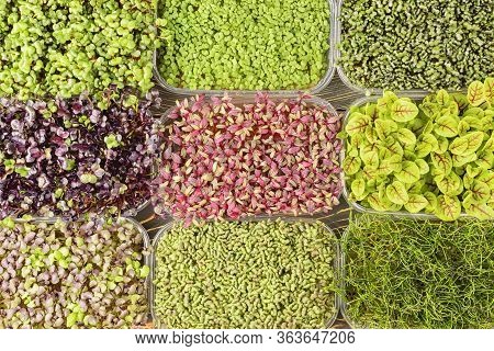 Photo From Above, Boxes With Sprouts Of Young Herbs Of Sorrel, Radish, Mustard And Basil. A Large Se