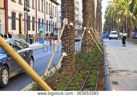 Valencia, Spain - February 2, 2011: Avenida Del Reino De Valencia During Gardening And Transplanting