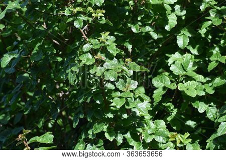 Pacific/western Poison Oak Leaves For Plant Identification High Quality