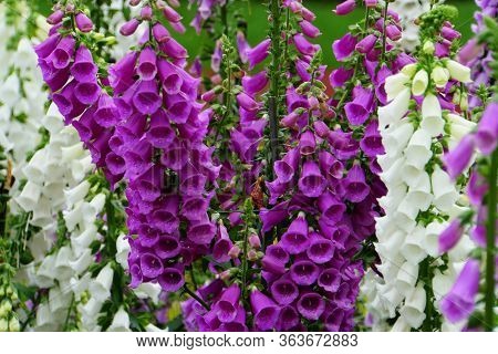 Camelot White And Purple Foxglove Flowers Blooming In The Spring