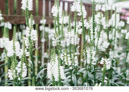 There Are Many Beautiful White Flowers Of Physostegia Virginiana Growing In The Garden In Summer. Se