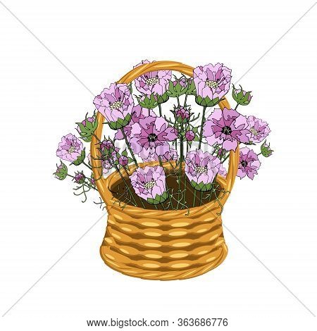 Cosmos Bouquet In Basket Wicker With A Vine. Violet And Pink Flowers Art Design Elements Object Isol