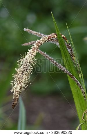 Pendulous Sedge - Carex Penula 
A Tall Woodland Sedge