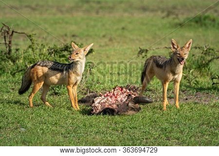 Two Black-backed Jackal Stand Guarding Wildebeest Carcase