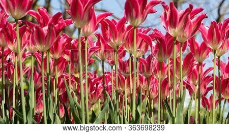 Plant. Tulip. Festival. Nature. Garden. Flora. Red