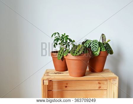 Green House Plants In Terracotta Pots, Soil And Wooden Box Over White