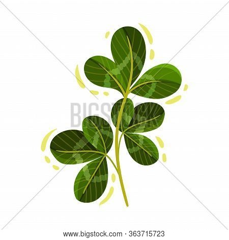 Green Clover Stem With Trifoliate Leaves Vector Illustration
