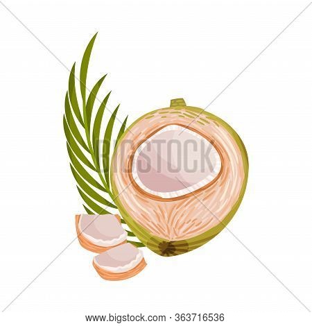 Green Coconut With Long Pinnate Palm Leaf And White Inner Flesh Vector Illustration