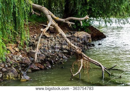 Beautiful Landscape In Danube Delta, Luxuriant Vegetation. Romania.