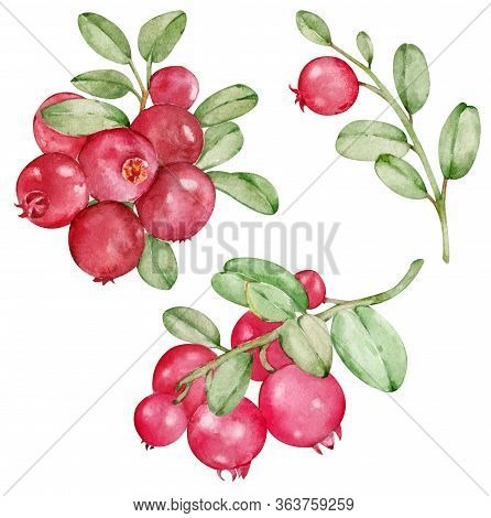 Watercolor Clipart With Red Bilberry Isolated On The White Background. Hand-drawn Wild Berries. Natu