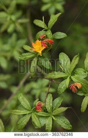 Big Azalea Or Rhododendron In Garden. Season Of Flowering Azaleas (rhododendron) At Botanical Garden