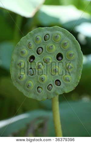 Lotus seed bank (lian zi) - lotosu semena jsou často používány v tradiční čínské medicíně a 