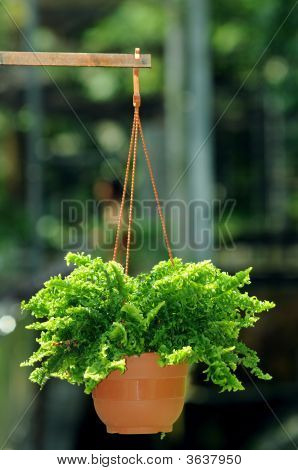 Plante