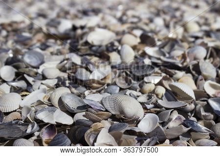 A Lot Of Seashells, Background. Different Seashells From The Black Sea On Kinburn Spit, Ukraine