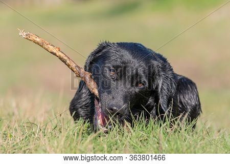 Portrait Of A Wet Black Labrador Puppy Playing With A Stick