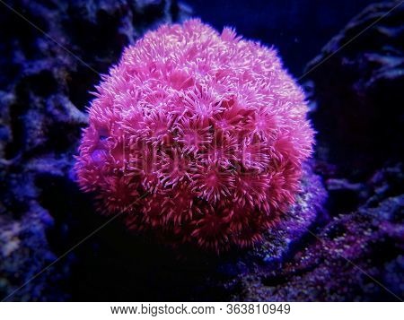 Pink Flower Pot Goniopora Sp. Lps Coral