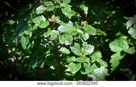 Pacific/western Poison Oak Leaves For Plant Identification High Quality