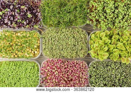 Large Selection Of Different Microgreens. Photography From Above, Boxes With Sprouts Of Young Green 