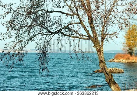 Water Landscape Of Lake Onega With An Alder Tree In The Foreground.