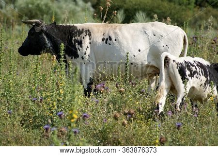 A Domesticated Cow Berrenda Colored Cow With Her Young Calf In Spain