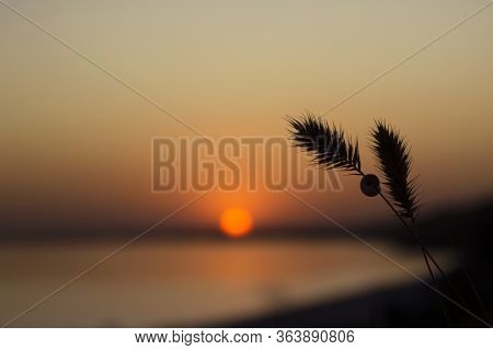 Contour Of Spikelets Of Grass On A Background Against A Sunset Background, Ochakov, Ukraine. Spikele