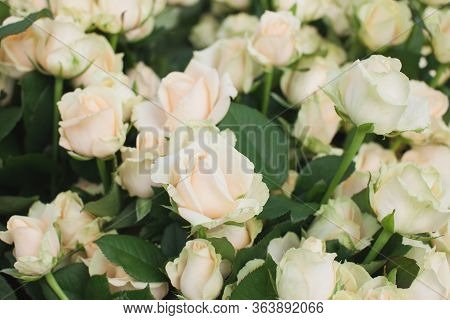 Peach Avalanche Rose Bush Background In A Greenhouse