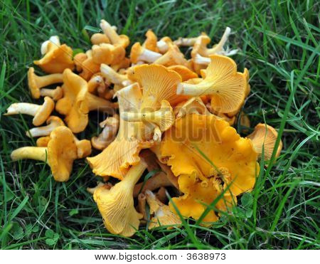 Cantharellus cibarius