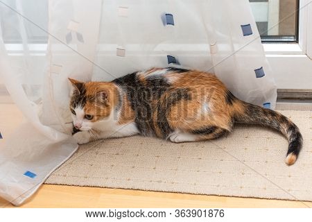 Beautiful Tricolor Cat Lies On White Curtains Near Window