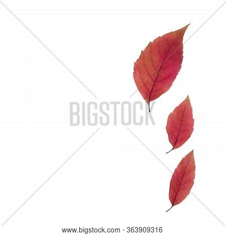 Red Alder Leaf On White