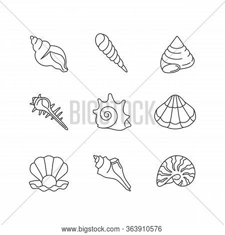 Sea Shells Pixel Perfect Linear Icons Set. Various Molluscan Shells, Conchology Customizable Thin Li