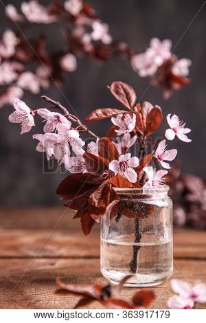 Blossoming Branch Of Pissardi Plum In A Jar On A Dark Background.