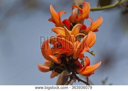 Polash Flower In Full Bloom