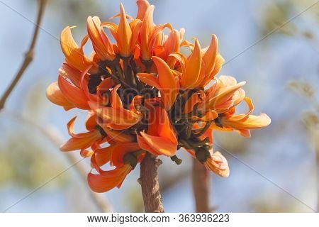 Polash Flower In Full Bloom
