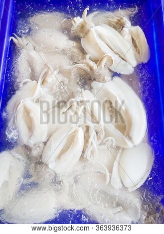 Closeup Of The Rainbow Cuttlefish (sepia Pharaonis) In The Plastic Tray With Crushed Ice For Sale In